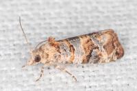 Lobesia botrana
