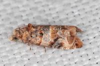 Lobesia botrana