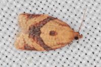 Clepsis consimilana