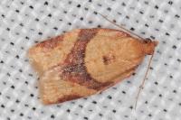 Clepsis consimilana