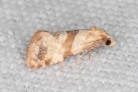 Phalonidia contractana