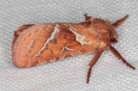 Triodia sylvina