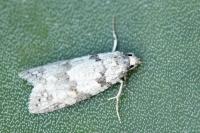 Eana canescana