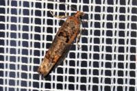 Epinotia maculana