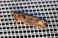 Epinotia maculana