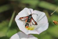 Pyropteron chrysidiforme