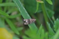 Celypha lacunana