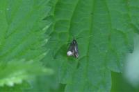 Adela reaumurella