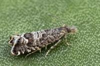 Dichrorampha chavanneana/thomanni