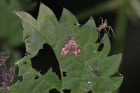 Anthophila fabriciana