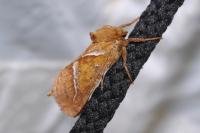 Triodia sylvina