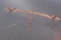 Amblyptilia acanthadactyla