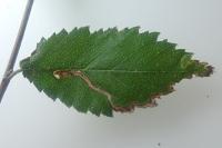 Stigmella lemniscella