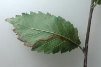 Stigmella lemniscella