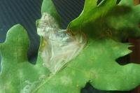 Acrocercops brongniardella