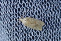 Agonopterix assimilella
