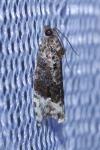 Apotomis betuletana