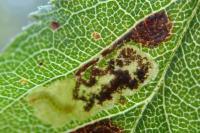 Ectoedemia spinosella