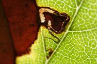 Bucculatrix albedinella