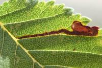 Stigmella ulmivora