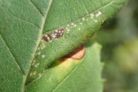 Phyllonorycter schreberella