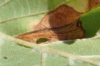Phyllonorycter schreberella