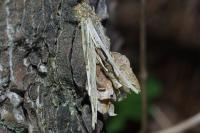 Canephora hirsuta