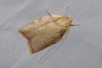 Carcina quercana