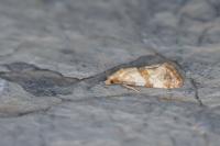 Phalonidia contractana