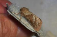 Triodia sylvina