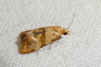 Phalonidia contractana