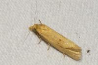 Cochylimorpha meridiana
