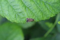 Argolamprotes micella