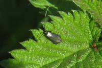 Adela reaumurella