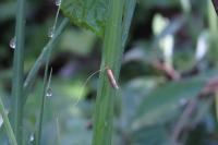 Nematopogon