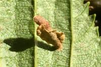Coleophora binderella