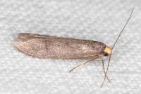 Agnoea langohri