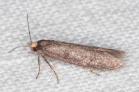 Agnoea langohri