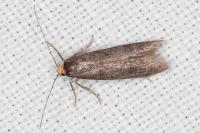 Agnoea langohri