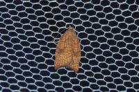 Acleris rhombana