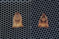 Archips podana