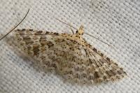 Alucita cancellata