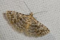 Alucita cancellata