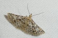 Alucita cancellata