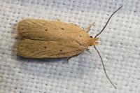 Agonopterix rotundella