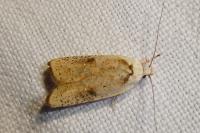 Agonopterix nervosa