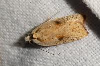 Agonopterix nervosa