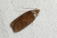 Agonopterix cnicella