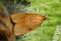 Lozotaenia cupidinana
