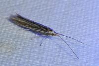 Coleophora